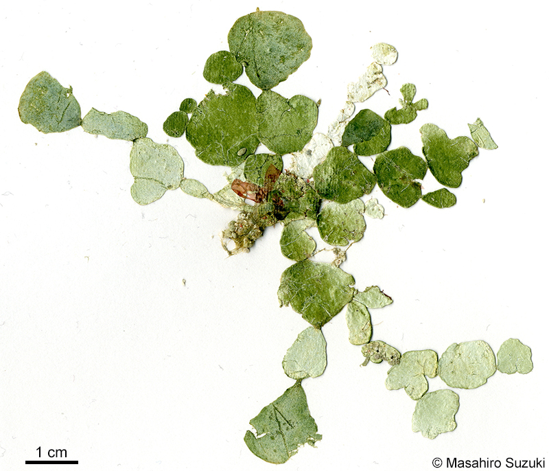 ウチワサボテングサ Halimeda discoidea